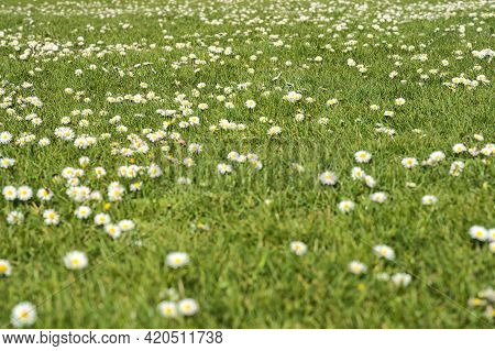 Beautiful Closeup View Of Lots Of Small Single Low Growing Chamomile (mayweed) Flowers On Spring Gre