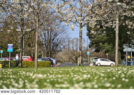 Beautiful Distant View Of Delicate Spring White Cherry (prunus Shogetsu Oku Miyako) Blossom Flowerin