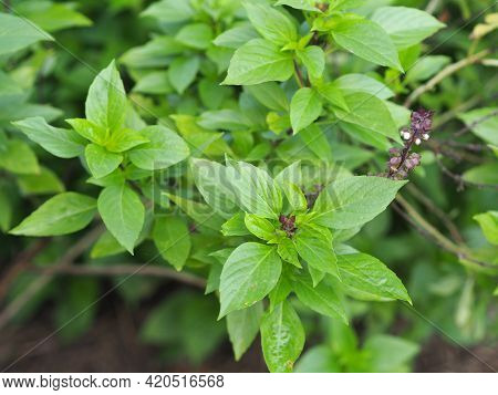 Sweet Basil Is Light Green With Wide Leaves While Thai Basil Has Purple Stems And Flowers And Spear-