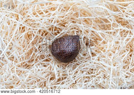 Salak Snake Fruit Salak On Hay Background