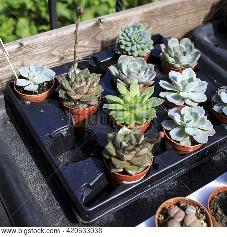 Echeveria Is A Large Genus Of Flowering Plants In The Family Crassulaceae, Native To Semi-desert Are
