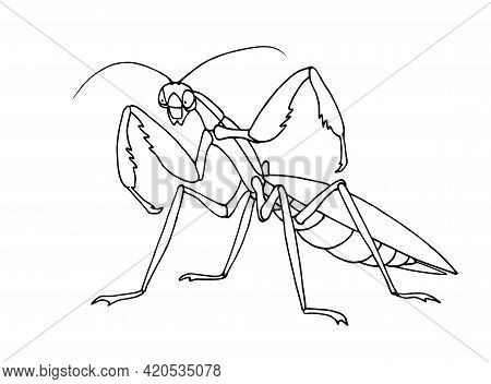 Mantis Before Attack, Invertebrate Insect, Voracious Predator, Funny Character, Vector Illustration 