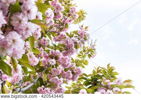 Pink Flowers On Blue Sky Background, Sakura Kanzan. Prunus Serrulata. Cerasus Serrulata. Sekiyama. J