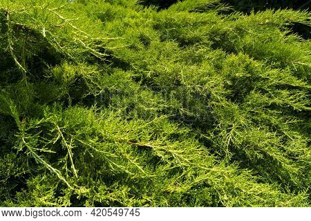 Background Photo Of An Eastern Redcedar Leaves