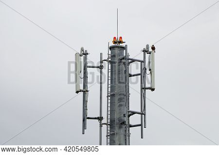Network Relay Tower With An Eleonora's Falcon (falco Eleonorae), South Africa