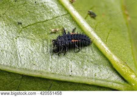 Asian Lady Beetle Larvae
