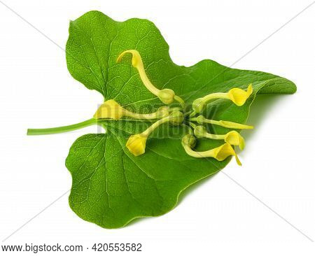 European  Birthwort Leaf With Flowers Isolated On White