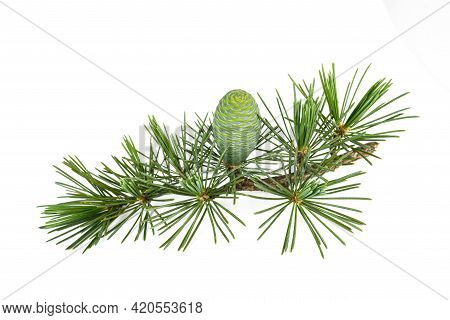 Cedrus Deodara Twig With Cone Isolated On White Background