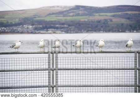 Row Of Seagulls On Rail At Seaside In Greenock