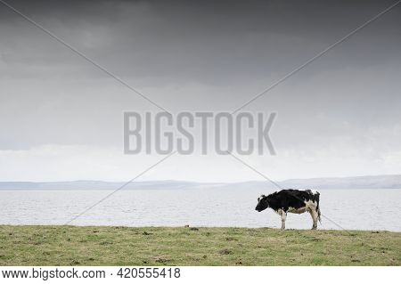 Lone Cow On Horizon On Scottish Island