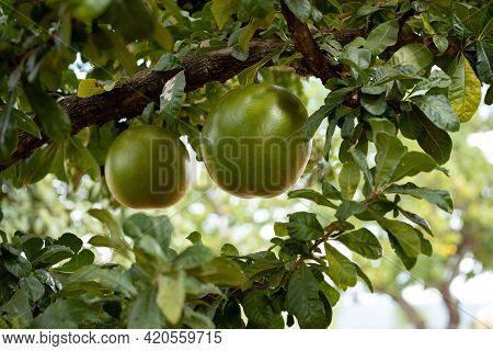 Calabash Tree With Selective Focus