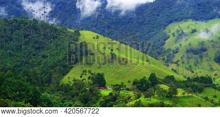 Scenic landscape of tall wax palm trees in Cocora Valley, Salento,Quindio, Colombia, South America