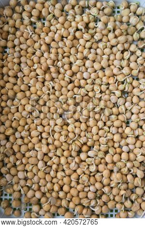 Germination Of Seeds In A Special Tray. Tray With Grid For Microgreening. Pea Seeds With Sprouts, Su
