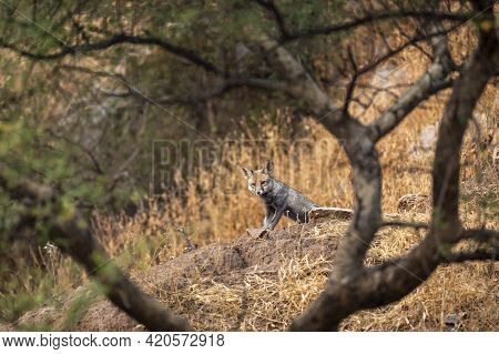 White Footed Fox Or Desert Fox Or Vulpes Vulpes Pusilla On Hill Rocks At Ranthambore National Park R