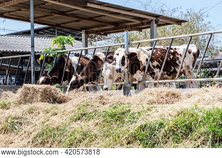 Close Up Of Feeding Cows In Cowshed On Dairy Farm In Countryside Of Thailand. Black And White Cows E