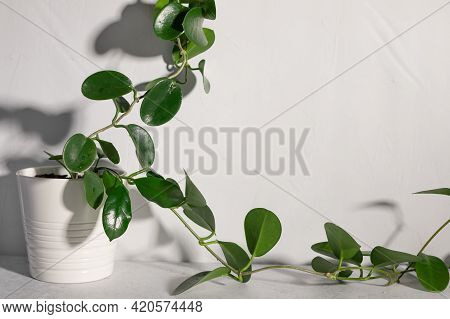 Indoor Plant Hoya Against White Wall In Sunlight With Long Shadows. Home Gardening Concept. Template
