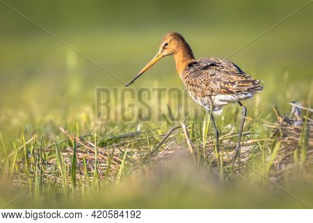 Black-tailed Godwit (limosa Limosa) Wader Bird Walking In Green Grass Of Wetland And Looking For Foo
