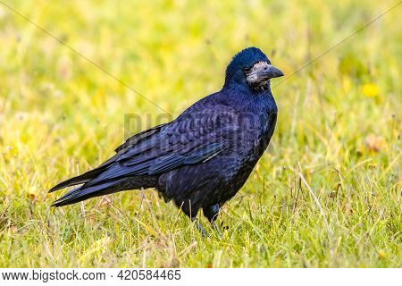 Portrait Of Eurasian Rook (corvus Frugilegus). Black Bird With Bare Base Of Bill Walking In Grass An