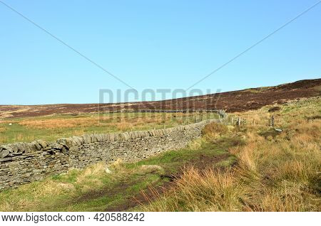 Long Dry Stone Wall Enclosing A Field With A Grazing Sheep Below The Edge Of Midgley Moor In Calderd