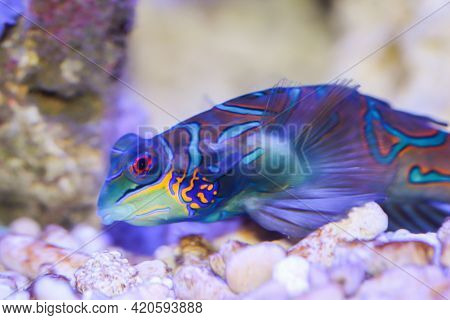 Portrait Of A Mandarium Fish In The Marine Aquarium.