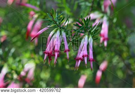 Tubular Bell Shaped Flowers Of The Australian Native Red Five Corners, Styphelia Tubiflora, From The