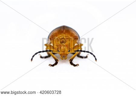 Image Of Twin-spotted Beetle (oides Andreweisi)  Isolated On White Background. Animal. Insect.