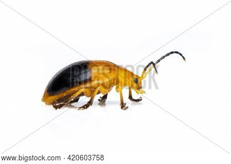Image Of Twin-spotted Beetle (oides Andreweisi)  Isolated On White Background. Animal. Insect.