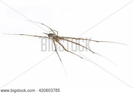 Image Of Two Tailed Spider(hersilia Sp.) Isolated On White Background. Animal. Insect.