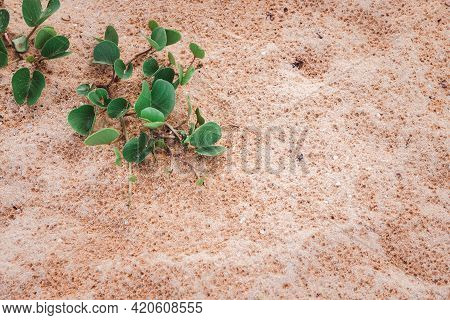 Beach Morning Glory Or Ipomoea Pes-caprae On The Sand At The Beach. Phhuket Thailand