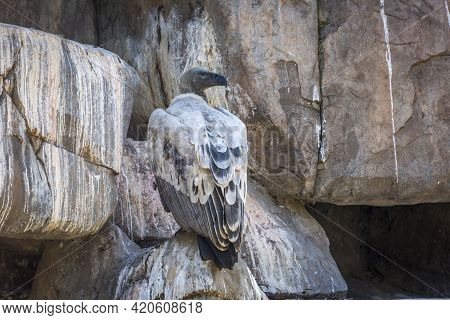 Cape Vulture In Vulpro Rehabilitation Center, South Africa ; Specie Gyps Coprotheres Family Of Accip