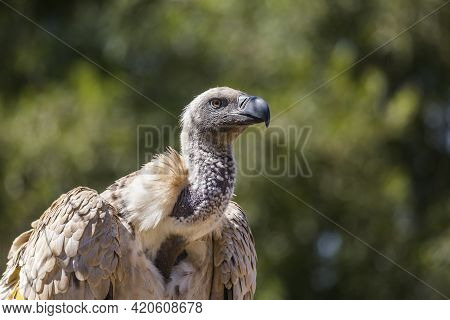 Cape Vulture Portrait In Vulpro Rehabilitation Center, South Africa ; Specie Gyps Coprotheres Family