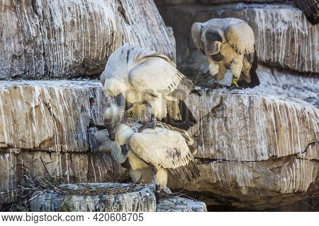 Cape Vulture Couple Mating In Vulpro Rehabilitation Center, South Africa;