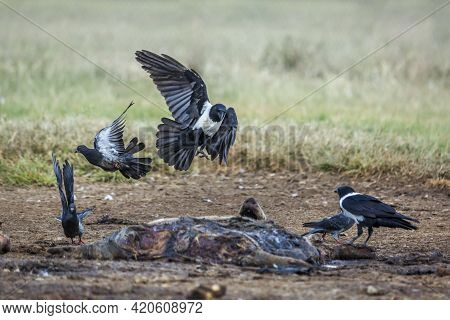 African Pied Crow And Rock Pigeon In Carcass In Vulpro Rehabilitation Center, South Africa