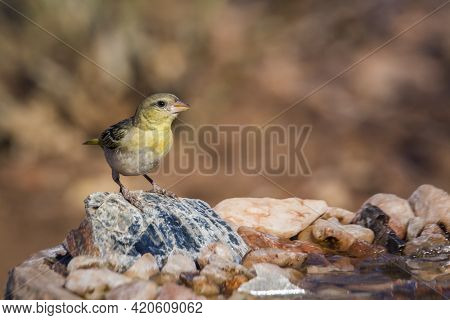 Village Weaver Standing Front View At Waterhole In Kruger National Park, South Africa ; Specie Ploce