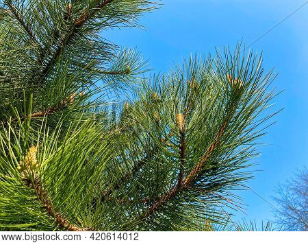 Young Aleppo Pine Pinus Halepensis Grows In The Park