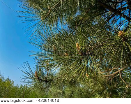 Young Aleppo Pine Pinus Halepensis Grows In The Park