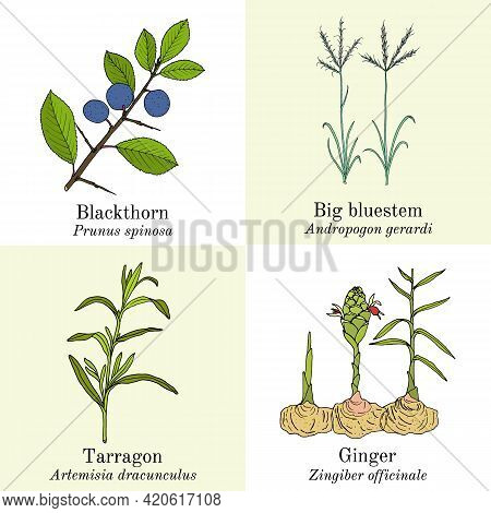 Set Of Edible And Medicinal Plants. Hand Drawn Botanical Vector Illustration