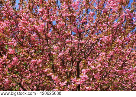In The Garden Bloomed Red Leaved Pissardi Plum, Or Red Cherry Plum. Beautiful Decorative Tree With S