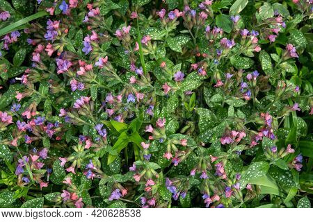 Bergenia Cordifolia Also Named Bergenia Crassifolia, The Badan, Siberian Tea Blooming, Dark Pink Var