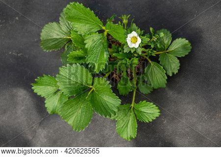 Fragaria Vesca. Strawberries. Beautiful Herbal Abstract Background Of Nature. Spring Landscape. Bush