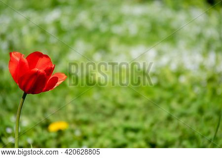 Group Of Red Tulips In The Park. Summer Landscape.