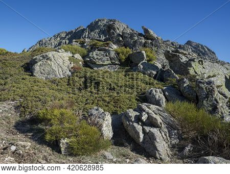 High-mountain Scrublands In Guadarrama Mountains National Park, Province Of Madrid, Spain