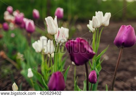 Close Up Of Pink Tulips In Blossom Growing In Spring Garden. Negrita And Multi-headed Candy Club Var