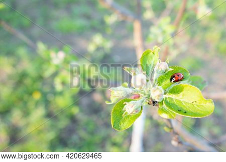 Red Ladybug On Apple Tree Branch Macro Close-up In Summer