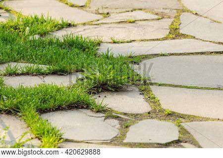 Green Grass With Morning Dew Drops On Decorative Stone Garden Path. Stone Sheet Material For Decorat