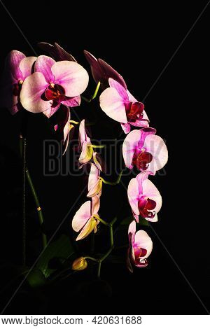 Sprig Of Pink Orchid In Bright Rays