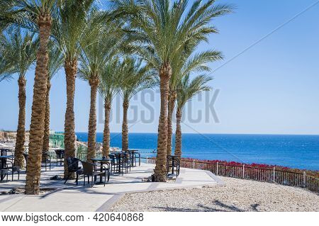 Tall Palms At Teracce Near The Sea Against The Blue Sky