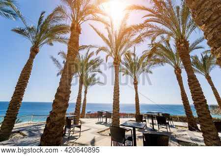 Tall Palms At Teracce Near The Sea Against The Blue Sky