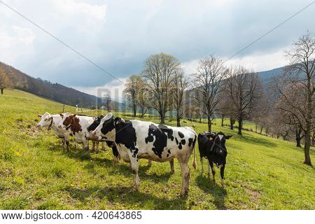 Herd of spotted cows surrounded by nature in the Swiss Alps, in the Canton of Jura. Nobody inside. Cloudy day