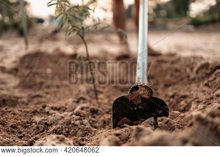 Man Plants A Small Tamarind Tree, Hands Holds Shovel Digs The Ground Garden. Farm And Argiculture At
